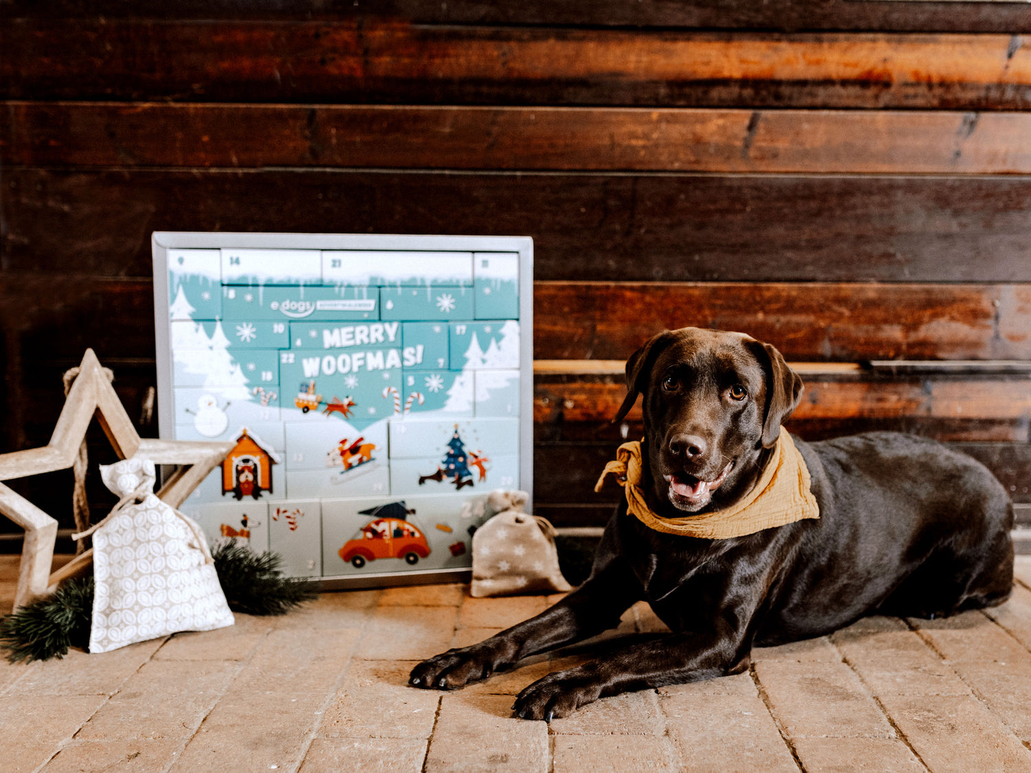Hund mit Halstuch liegt neben dem weihnachtlich dekorierten Hunde Adventskalender von edogs