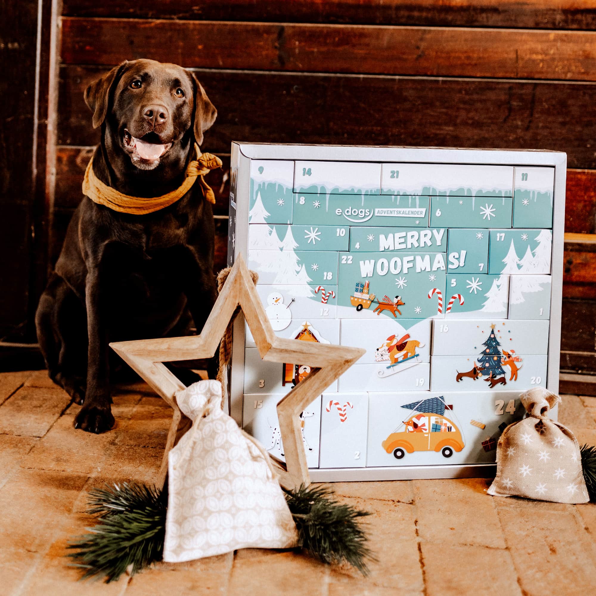 Hunde Adventskalender 2023: Hund steht hinter einem Adventskalender, der von Weihnachtsdeko umgeben ist