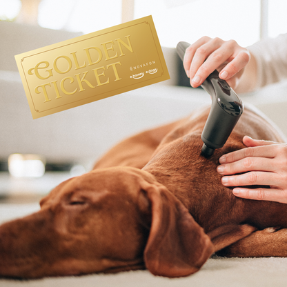 Golden Ticket - Gratis Novafon im Hunde Adventskalender von edogs