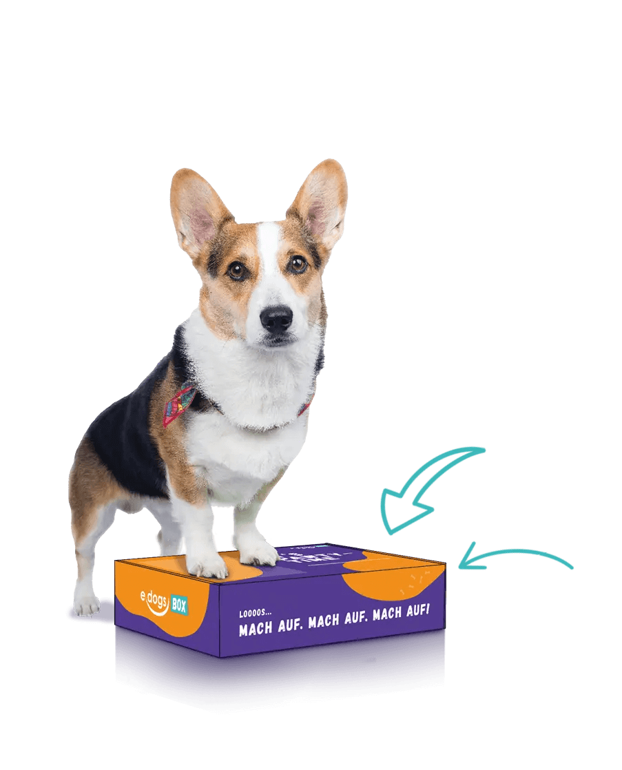 Hund steht mit den vorderen beiden Pfoten auf einer edogs Box